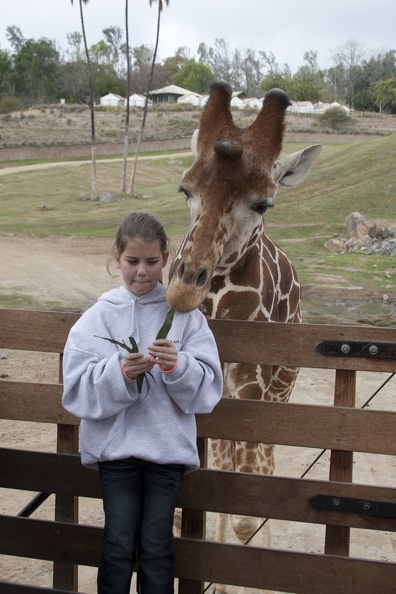 321-0053 Safari Park - Giraffe.jpg